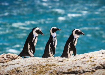 Boulders Beach