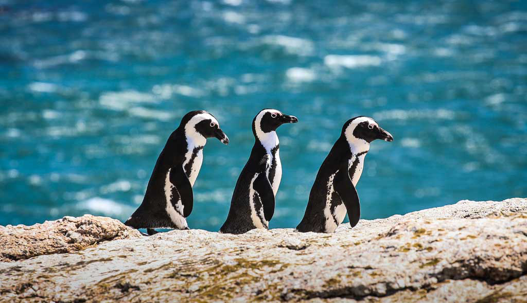 Boulders Beach | Cape Town Attraction - St James Guesthouses